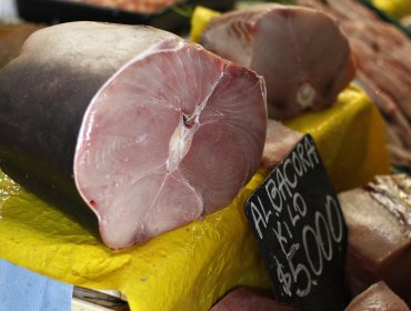 Universidad Católica de Valparaíso detecta niveles de metilmercurio sobre la norma en peces