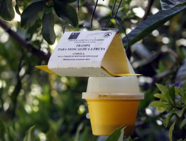 SAG declara erradicada la mosca de la fruta en Iquique