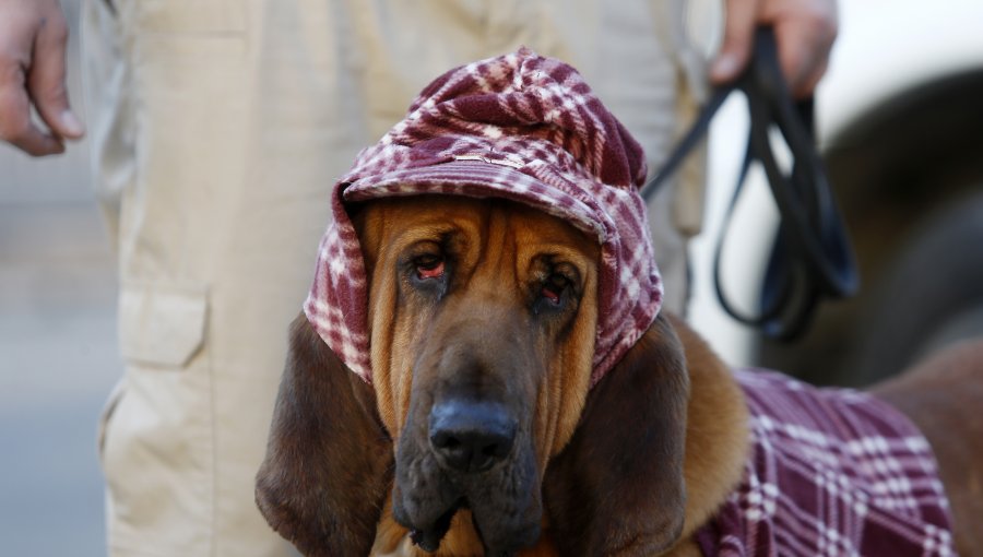 Ley Cholito: Corte anuló reglamento de edificio de Vitacura que prohíbe mascotas