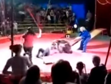 Feroz ataque de un oso en Circo Ruso: Show casi termina en tragedia