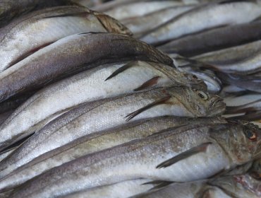 Desbaratan banda cuando robaba 8 mil kilos de pescado en Talcahuano