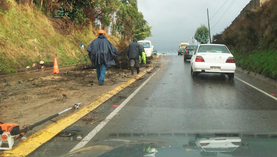 Ruta que une Viña del Mar con Quillota sufrió la caída de árboles que interrumpieron el transito