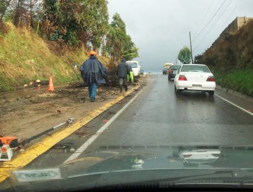 Ruta que une Viña del Mar con Quillota sufrió la caída de árboles que interrumpieron el transito