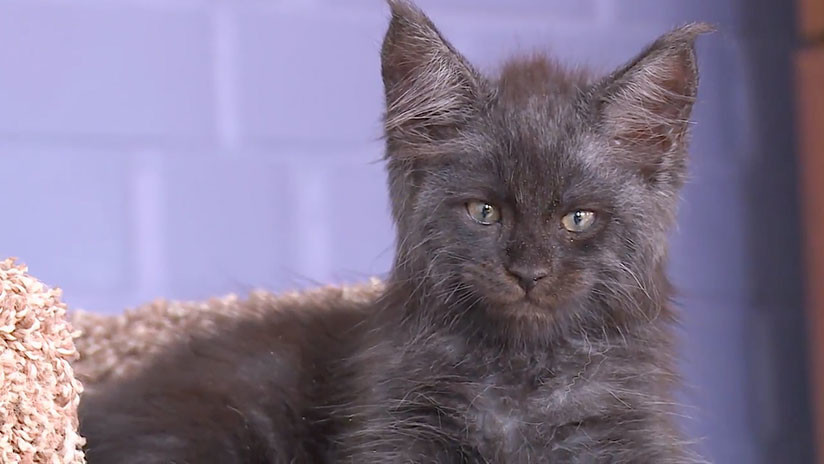 Gato ruso desconcierta a la Red por su "rostro humano"