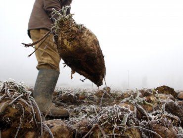 Gremios agrícolas critican que planta de Iansa en Linares no compre remolacha