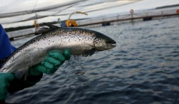 Greenpeace: Fuga de salmones equivale a plaga de 140 millones de ratones