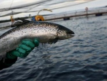 Greenpeace: Fuga de salmones equivale a plaga de 140 millones de ratones