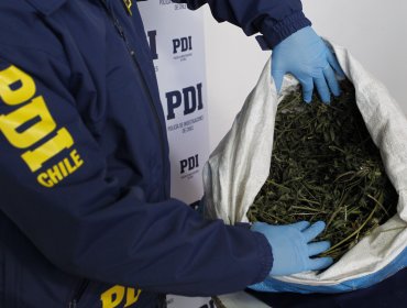 PDI de La Calera incautó 127 mil dosis de cannabis destinadas a Fiestas Patrias