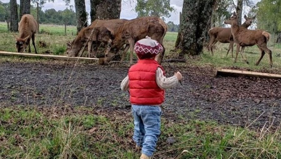 Javiera Suarez comparte adorable fotografía de Pedrito Milagros celebrando Fiestas Patrias