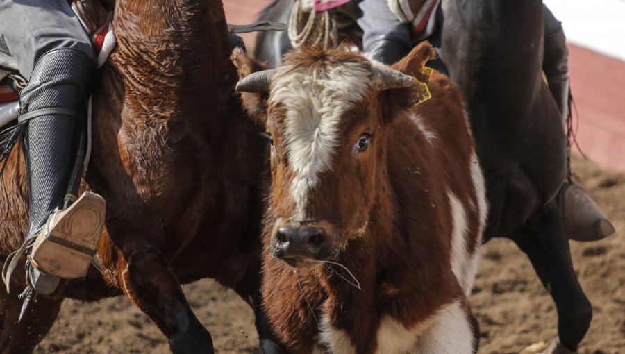 Defensores de los animales manifestaron durante rodeo de Parque Padre Hurtado