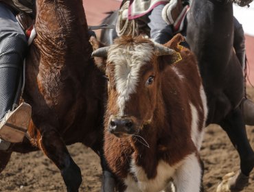 Defensores de los animales manifestaron durante rodeo de Parque Padre Hurtado