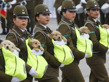 Mujeres militares y los golden retriever de Carabineros resaltaron en la Parada
