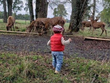 Javiera Suarez comparte adorable fotografía de Pedrito Milagros celebrando Fiestas Patrias