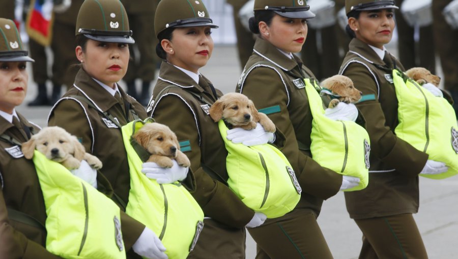 Mujeres militares y los golden retriever de Carabineros resaltaron en la Parada
