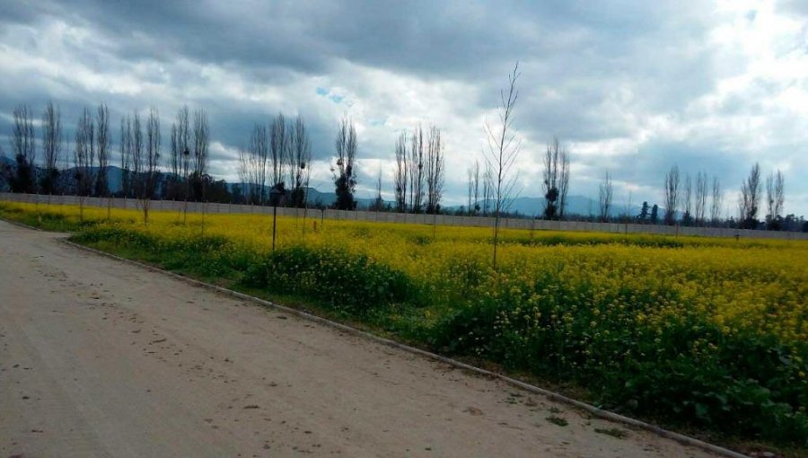 Dueño de parcela mató de un disparo a sospechoso de robo en Calera de Tango