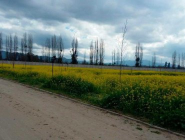 Dueño de parcela mató de un disparo a sospechoso de robo en Calera de Tango