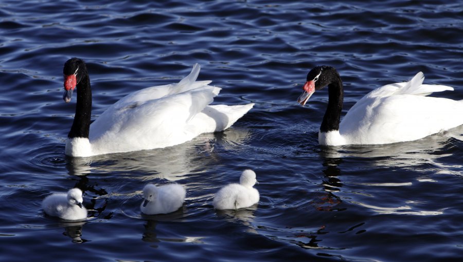 Valdivia: 157 cisnes negros han muerto por el ataque de lobos marinos