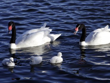 Valdivia: 157 cisnes negros han muerto por el ataque de lobos marinos