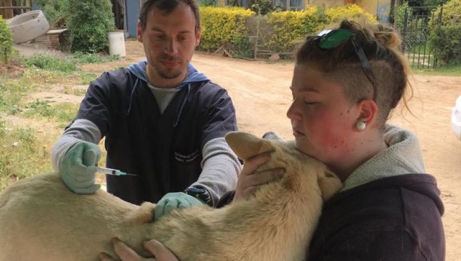 Más de 300 animales fueron atendidos en operativo veterinario rural en Concón