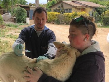 Más de 300 animales fueron atendidos en operativo veterinario rural en Concón