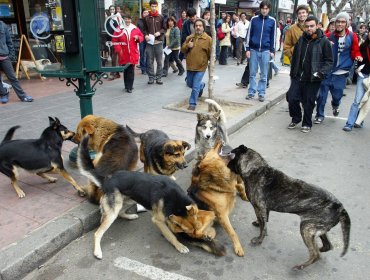 Municipio de Valparaíso busca "chipear" y esterilizar 5 mil mascotas en operativo sanitario