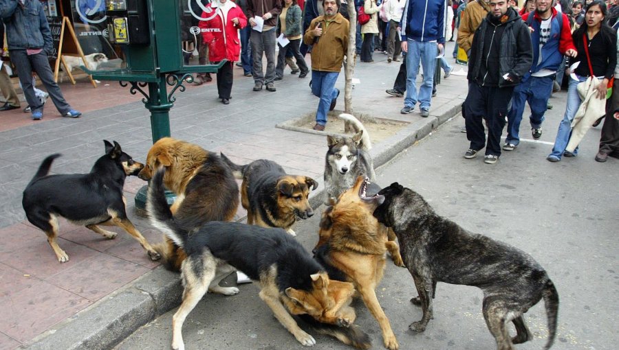 Municipio de Valparaíso busca "chipear" y esterilizar 5 mil mascotas en operativo sanitario