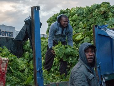 Trabajador haitiano habría sido envenenado en la comuna de Santa María