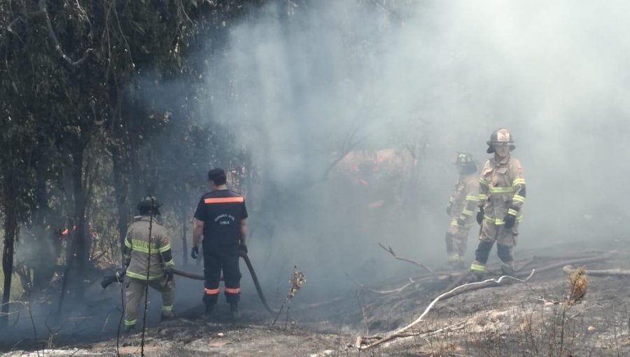 Incendios Forestales en Nogales y Viña del Mar en medio de ola de calor en zona central