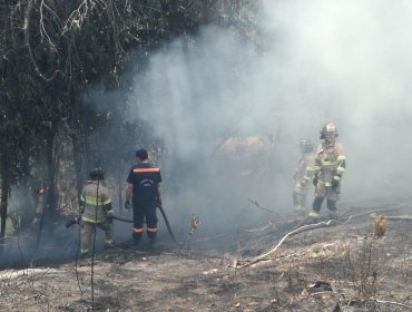 Incendios Forestales en Nogales y Viña del Mar en medio de ola de calor en zona central