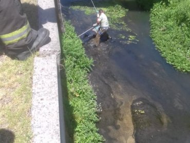 Viña del Mar: Delincuente roba en una micro y para huir se lanza al Estero Marga Marga