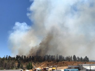 Más de 25 hectáreas han sido consumidas por tres focos de incendios en la Provincia de Marga Marga