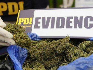 Perro "Harlet" de la PDI detectó más de 10 millones de pesos en marihuana en Pichidangui