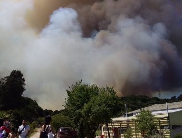 Incendio Forestal en Mantagua descontrolado: Se acercan a las 30 hectáreas la superficie arrasada por el fuego