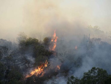 Onemi declaró Alerta Roja para la comuna de Quilpué por incendio forestal