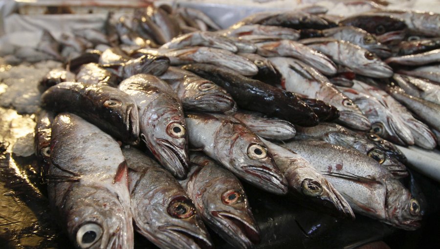 Sernapesca decomisó 2 toneladas de pescado valorado en $6.8 millones de pesos