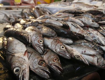 Sernapesca decomisó 2 toneladas de pescado valorado en $6.8 millones de pesos