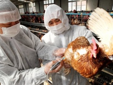 China levanta alerta de gripe aviar para productos nacionales