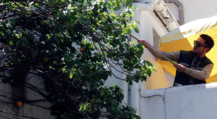 SAG combatirá a la mosca de la fruta con modernas trampas remotas on line