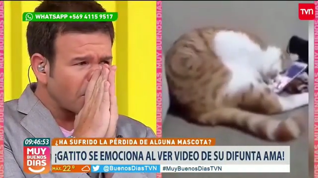 Ignacio Gutiérrez se emociona al aire con viral de gato que recuerda a su fallecida dueña