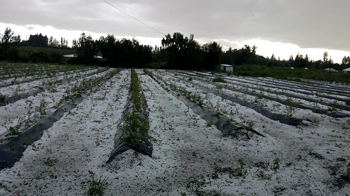 Gobierno decretó zona de emergencia agrícola en O'Higgins por efectos de granizada