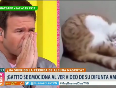 Ignacio Gutiérrez se emociona al aire con viral de gato que recuerda a su fallecida dueña