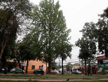 Agricultura espera tener proyecto de “Ley Arbolito” antes de 30 días