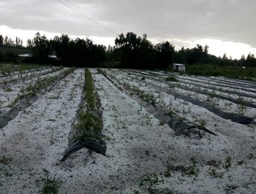 Gobierno decretó zona de emergencia agrícola en O'Higgins por efectos de granizada