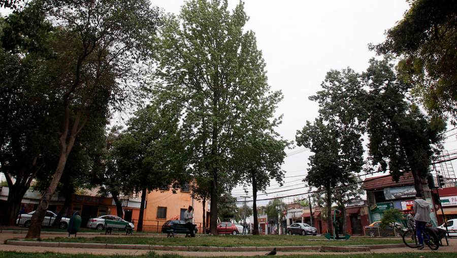 Agricultura espera tener proyecto de “Ley Arbolito” antes de 30 días