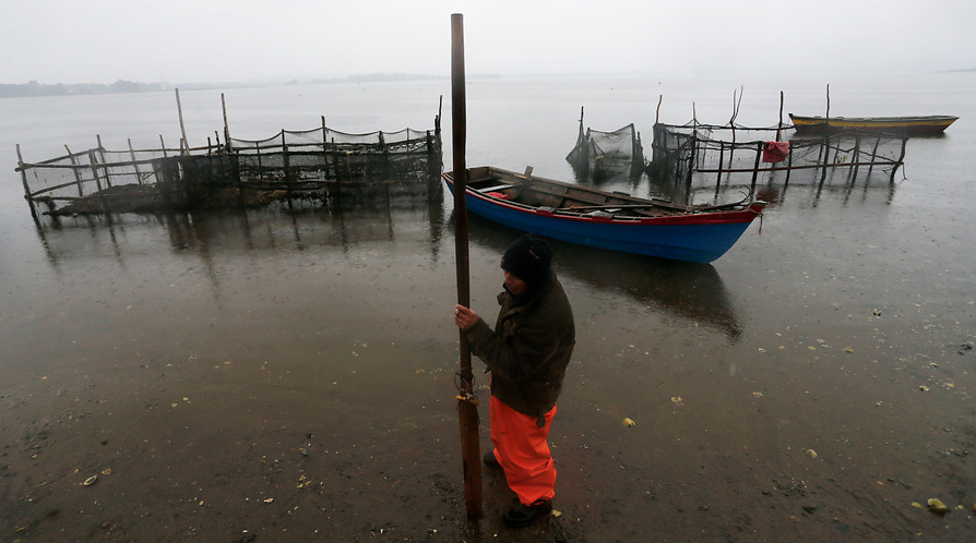 Corte traslada a Valparaíso el caso de vertimiento de salmones en Chiloé