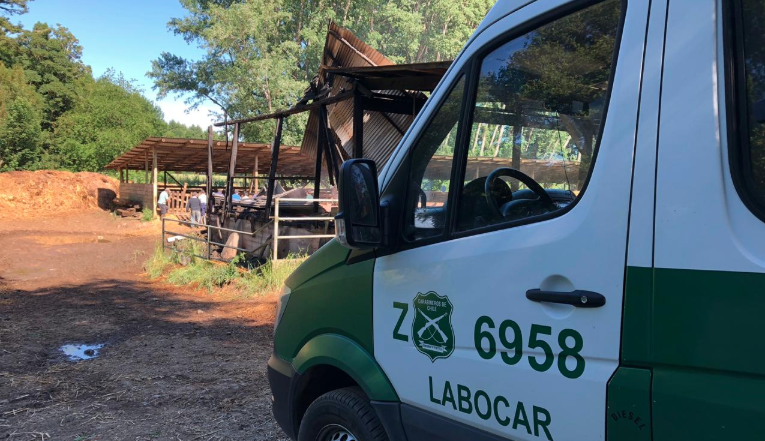 145 terneros murieron durante incendio en galpón de Frutillar
