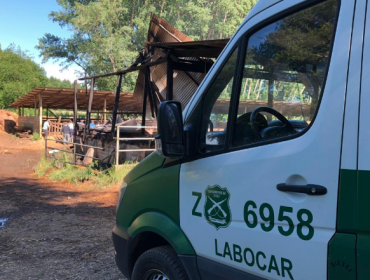 145 terneros murieron durante incendio en galpón de Frutillar