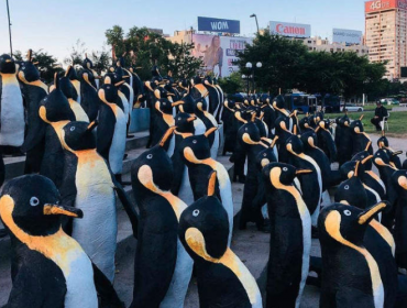 Mil pingüinos buscan generar conciencia ciudadana sobre el cambio climático