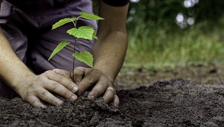 Plan de arborización de Conaf llegó a 745.523 ejemplares: meta anual se superó en 29%