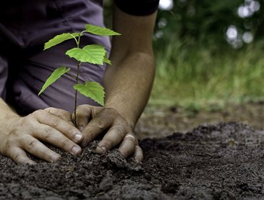 Plan de arborización de Conaf llegó a 745.523 ejemplares: meta anual se superó en 29%